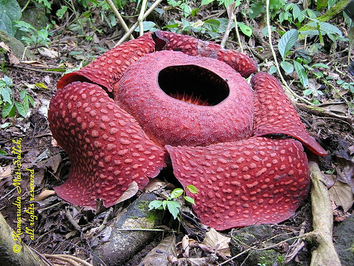 Hoa-ki-la-Cay-xanh-hoa-lac