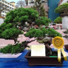 Triển lãm cây cảnh