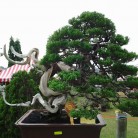 Triển lãm cây cảnh