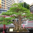 Triển lãm cây cảnh