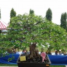 Triển lãm cây cảnh