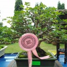 Triển lãm cây cảnh