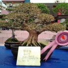 Triển lãm cây cảnh