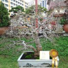 Triển lãm cây cảnh