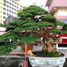 Triển lãm cây cảnh