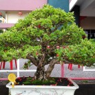 Triển lãm cây cảnh