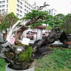 Triển lãm cây cảnh
