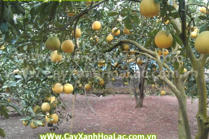 buoi-dien-cayaxanhhoalac