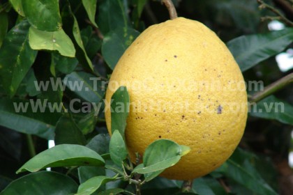 buoi-dien-cayaxanhhoalac