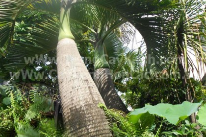 cau-sam-banh-cayxanhhoalac