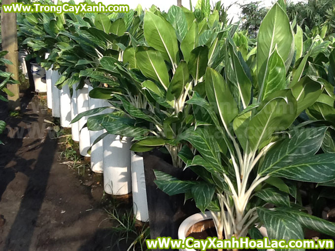 cay-bach-ma-hoang-tu-cayxanhhoalac1