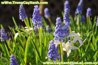 cay-chuoi-ngoc-cayxanhhoalac