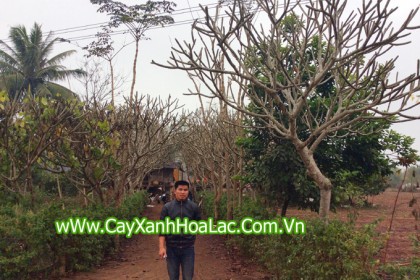 Vườn Đại ( Cây Sứ)