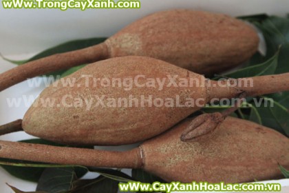 cay-dai-ngua-cayxanhhoalac