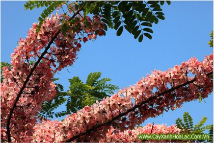 Cây Muồng Hoa Đào