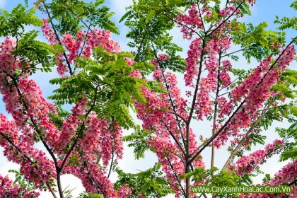 Hoa cây Muồng Hoa Đào