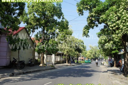 cay-hoa-sua-cayxanhhoalac