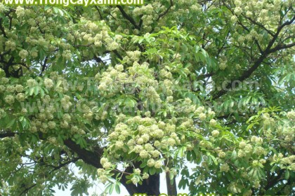 cay-hoa-sua-cayxanhhoalac