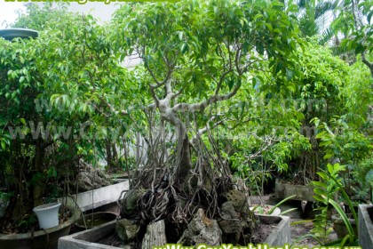 cay-sanh-cayxanhhoalac