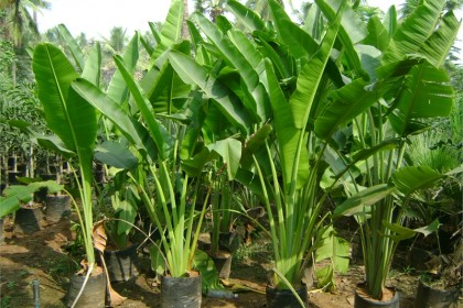 Cây Chuối Rẻ Quạt