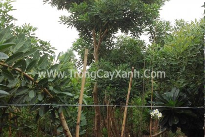 Cây Chuông Vàng