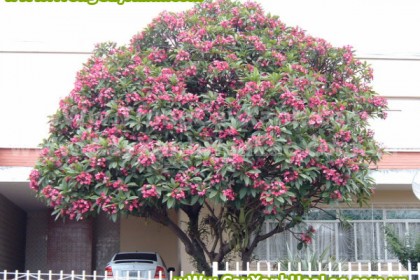 dai-hoa-do-cayxanhhoalac