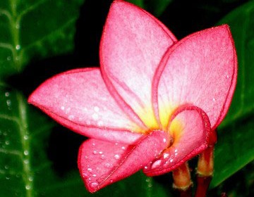 đại-hoa-đỏ-cayxanhhoalac2dai-hoa-do-cayxanhhoalac2