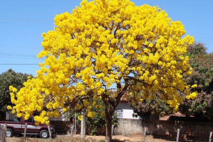 Cây Chuông Vàng