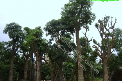 loc-vung-trung-cayxanhhoalac