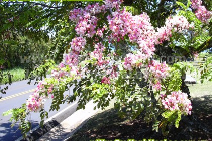 muong-anh-dao-cayxanhhoalac