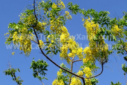 muong-hoang-yen-cayxanhhoalac