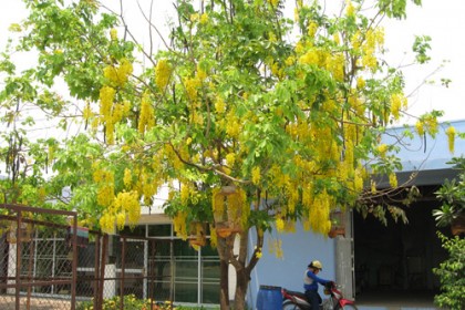 Osaka vàng - Bò cạp nước (Cassia fistula)