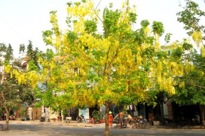 Osaka vàng - Bò cạp nước (Cassia fistula)