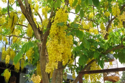 Osaka vàng - Bò cạp nước (Cassia fistula)