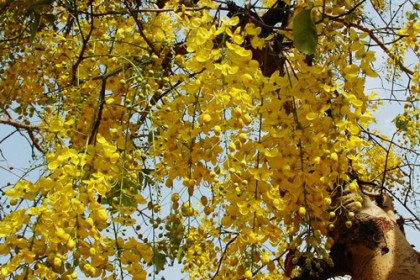 Osaka vàng - Bò cạp nước (Cassia fistula)