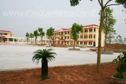 trong-cay-xanhtruong-hoc