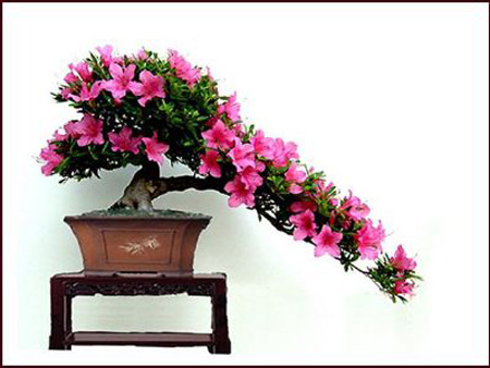 Bonsai Việt Nam