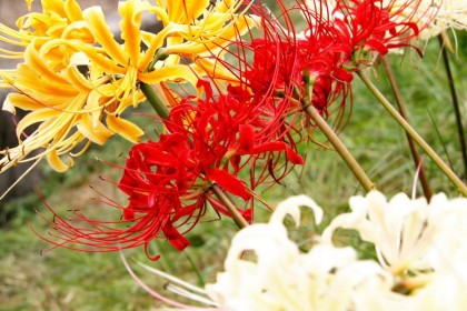 Sắc thắm của Loa kèn nhện
