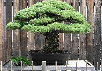 bonsai