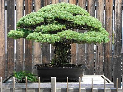 bonsai