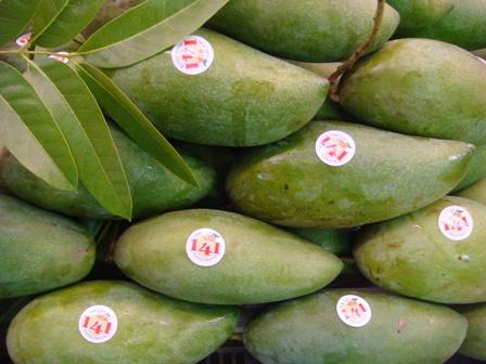 Kỹ thuật trồng xoài Thái lan