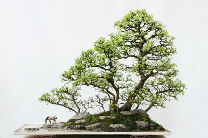 bonsai dương châu