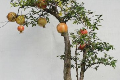 Bonsai Việt Nam