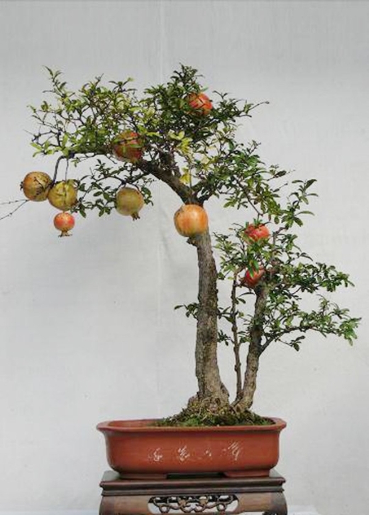 Bonsai Việt Nam