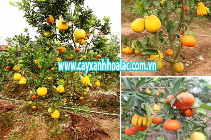 Cây Ngũ Quả Ngày Tết 2014