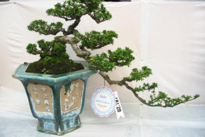 bonsai an huy