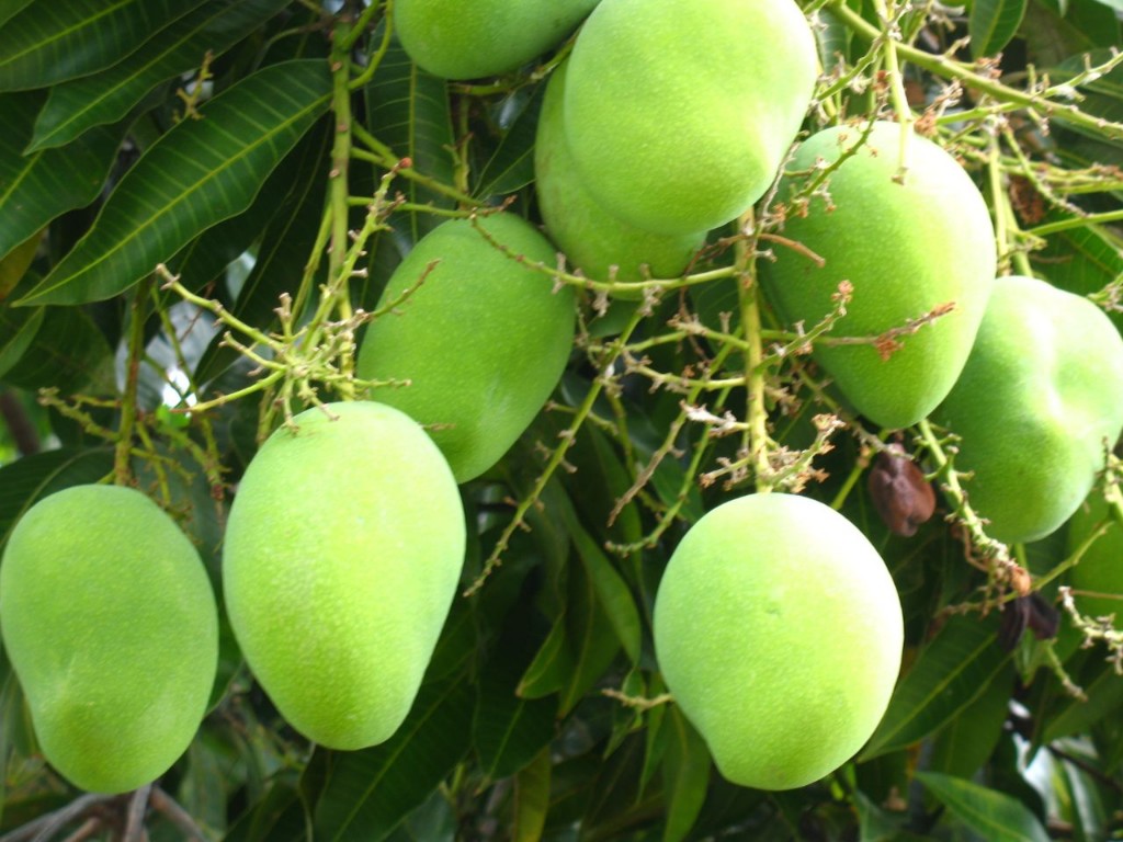 Kỹ thuật chọn giống và trồng xoài