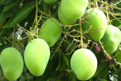 Kỹ thuật chọn giống và trồng xoài