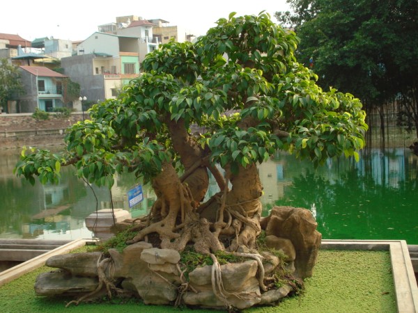 Bonsai là gì?
