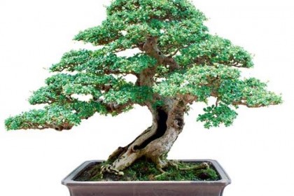bonsai to châu